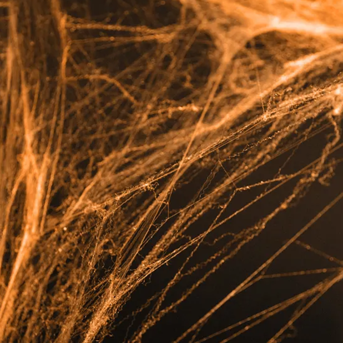 1 Halloween spinnenweb - oranje