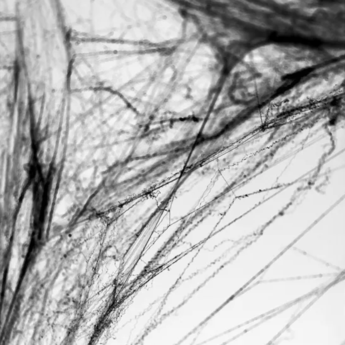 1 Halloween spinnenweb - zwart
